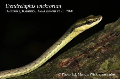 Discoveries Dendrelaphis wickrorum 20