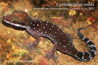 Discoveries Cyrtodactylus vedda 27_1