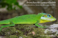 29 iBronchocela cyanopalpebrai