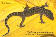 31 iCyrtodactylus belanegarai