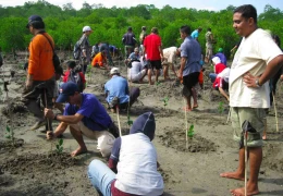 Photo Gallery mangrove replanting 47829_428619219406_4934216_n